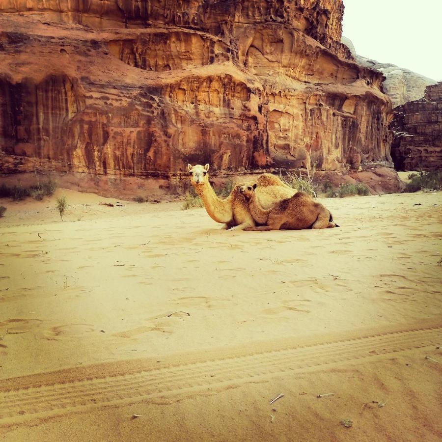 Nafa Rum Camp Wadi Rum Exterior photo